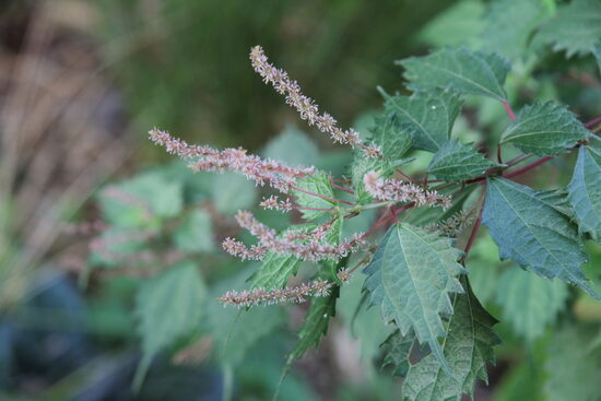 Boehmeria spicata
